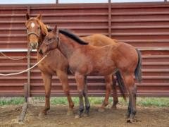 Whiskey Up Chives JW <BR> AQHA 6096619